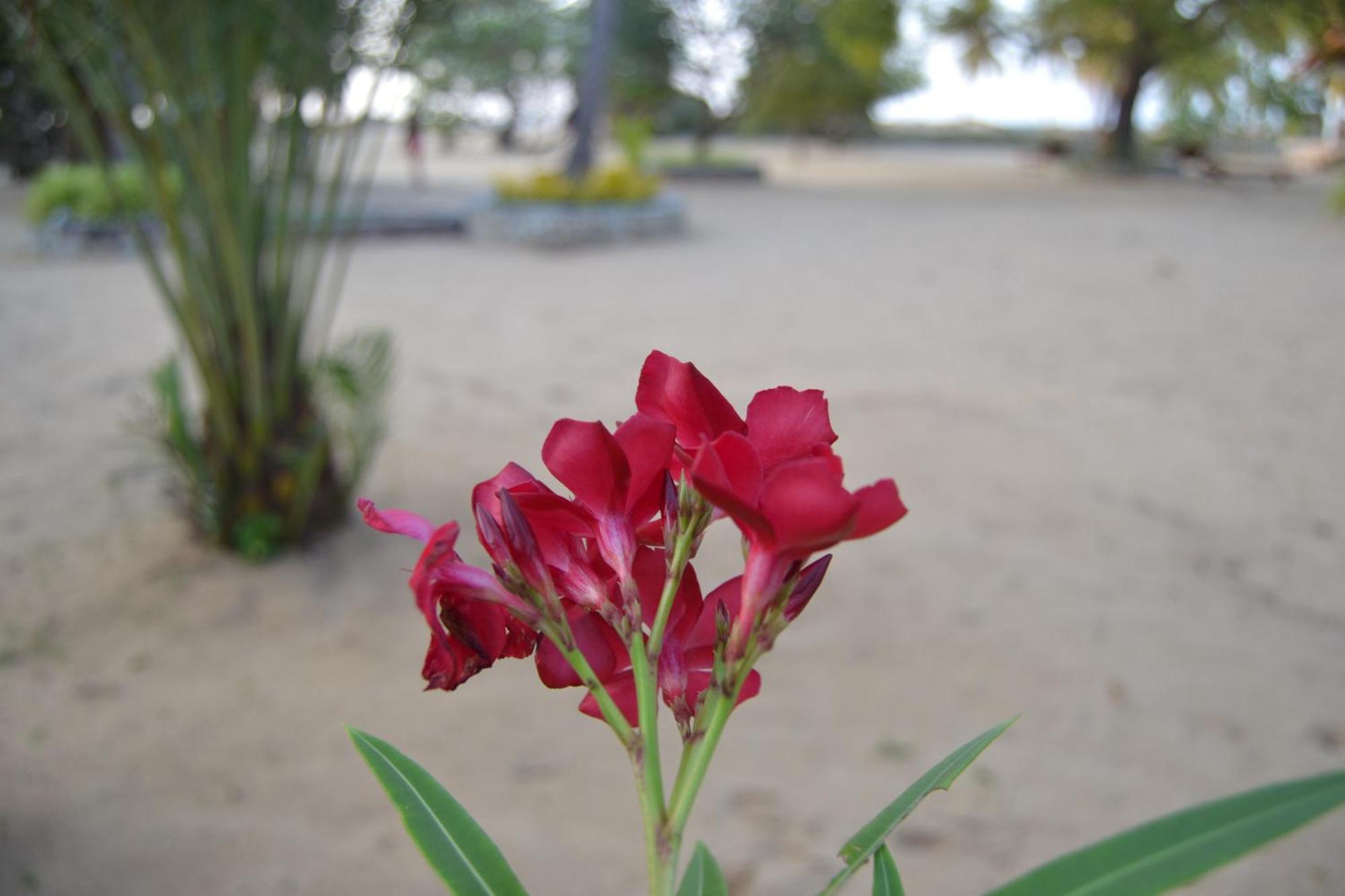Nirukthie Beach Resort & Restaurant Kalpitiya Bagian luar foto