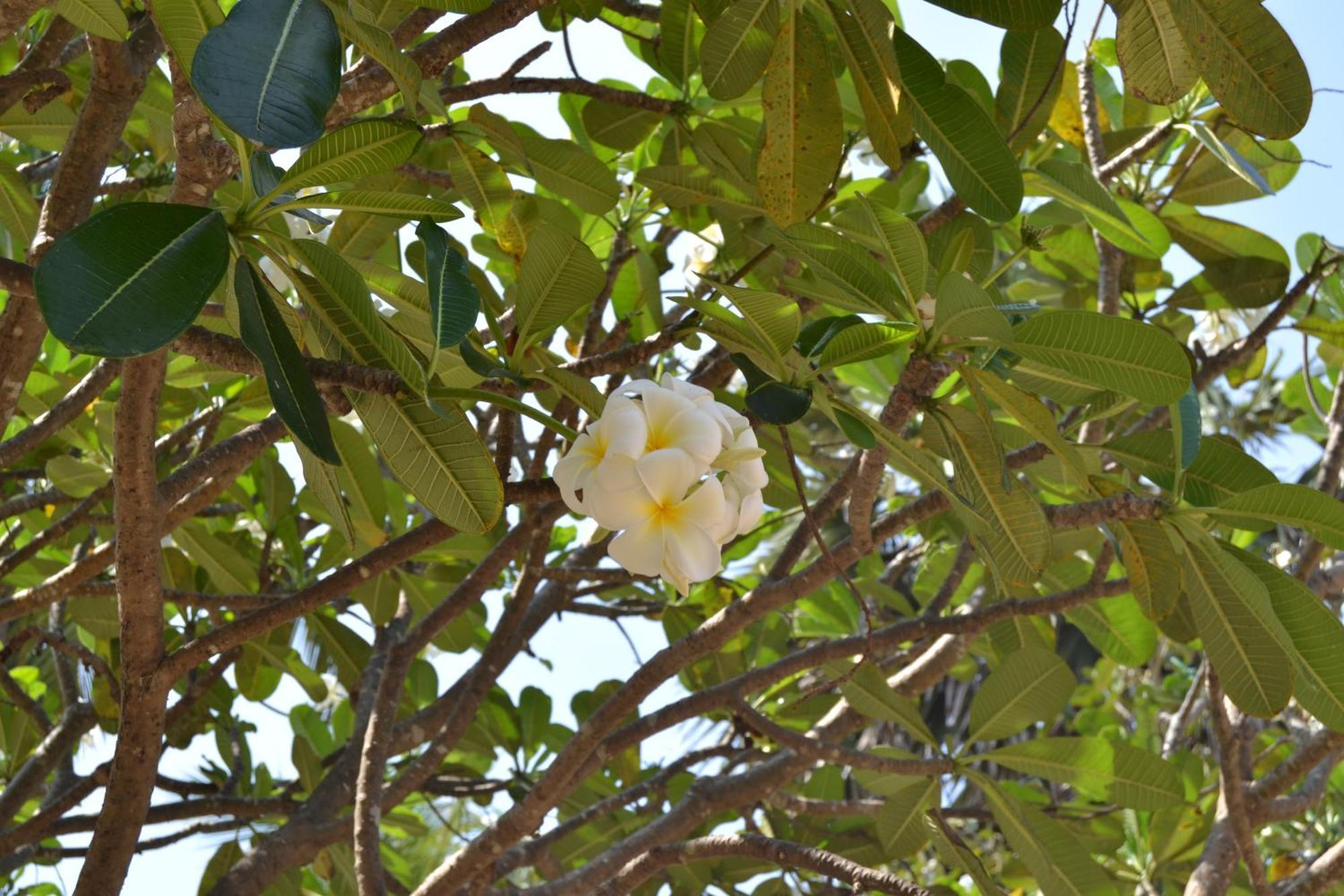 Nirukthie Beach Resort & Restaurant Kalpitiya Bagian luar foto